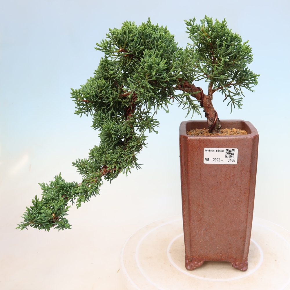 Bonsai für draußen - Juniperus chinensis Kishu