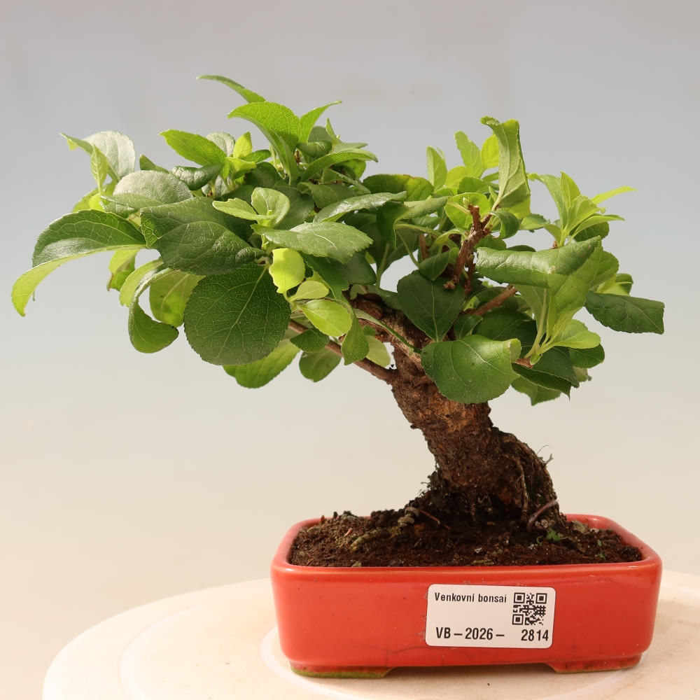Bonsai für draußen - Celastrus orbiculatus