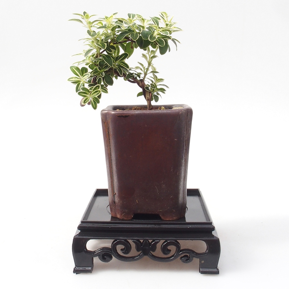 Bonsai-Tisch Kunststoff quadratisch 11 x 11 x 3,5 cm, Farbe schwarz