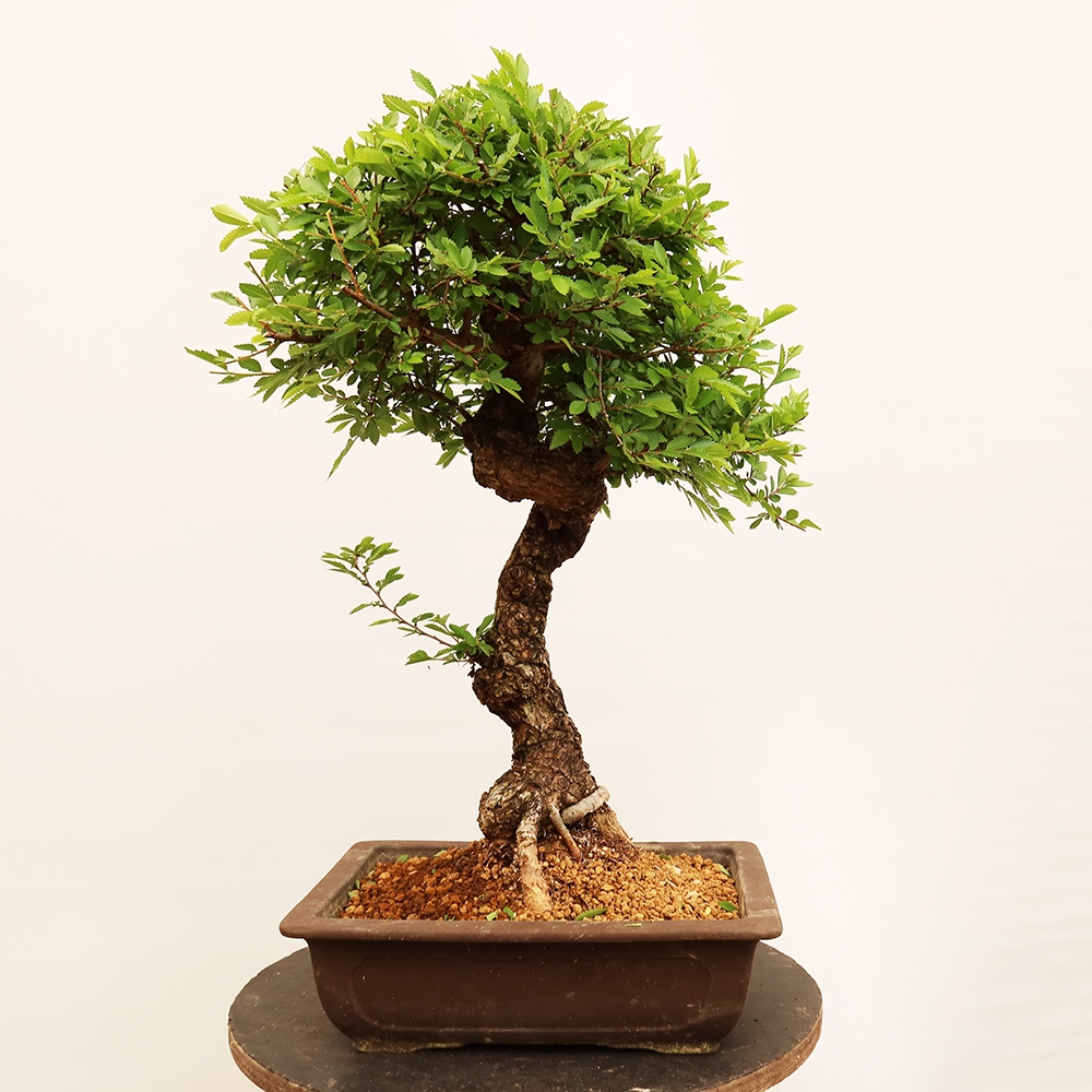 Bonsai für draußen - Zelkova - Zelkova NIRE