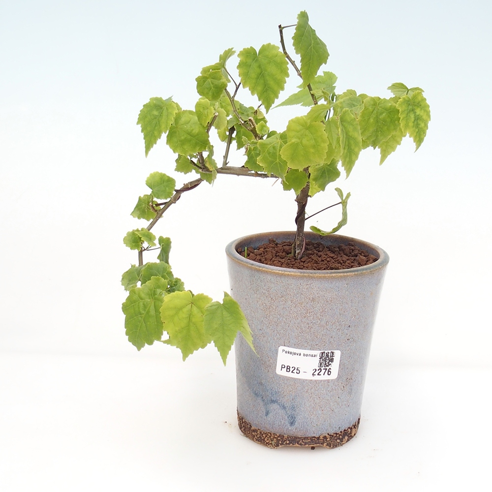 Zimmerbonsai - Abutilon Big Bell - Moltebeere