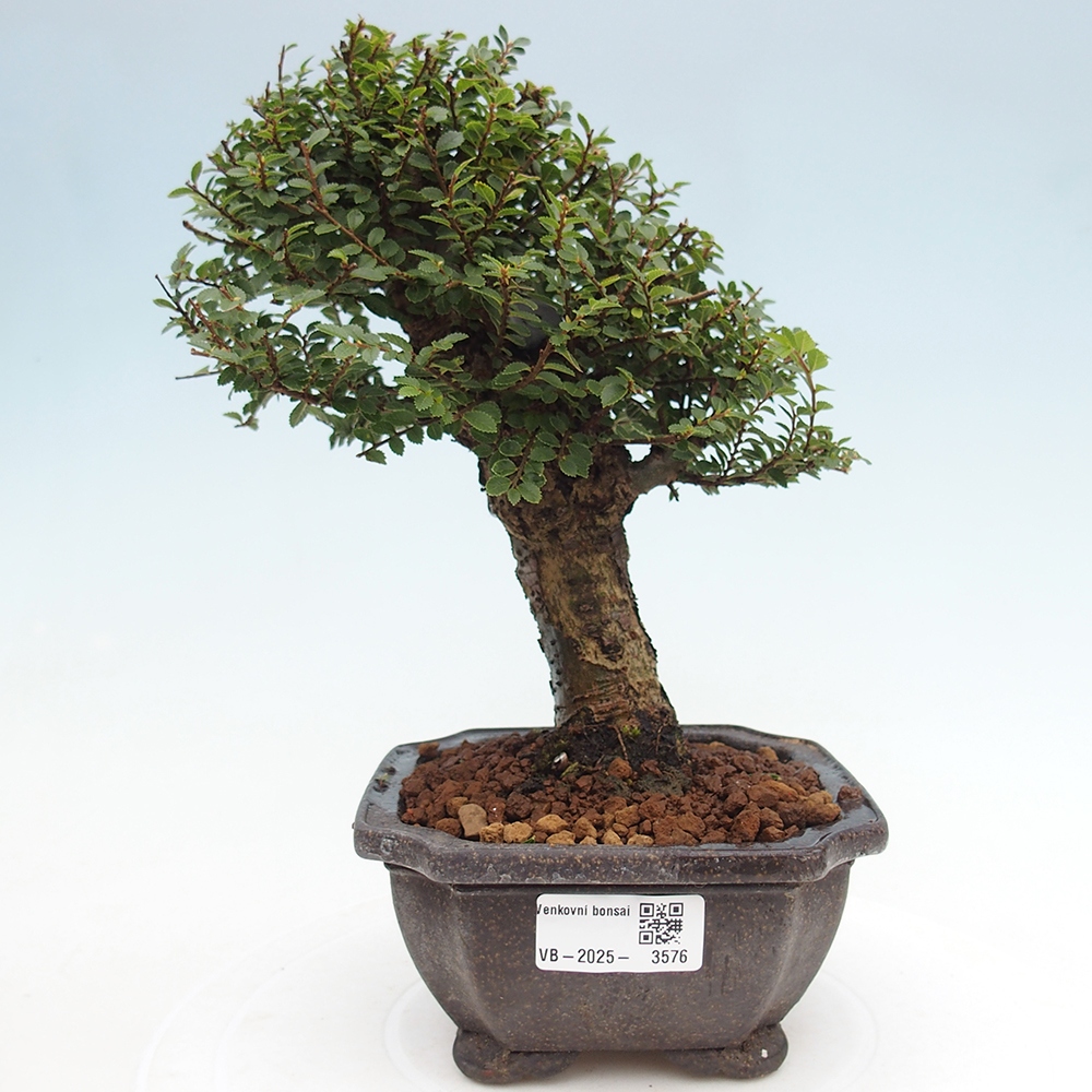Bonsai für draußen - Ulmus parvifolia Hokkaido - Chinesische Ulme