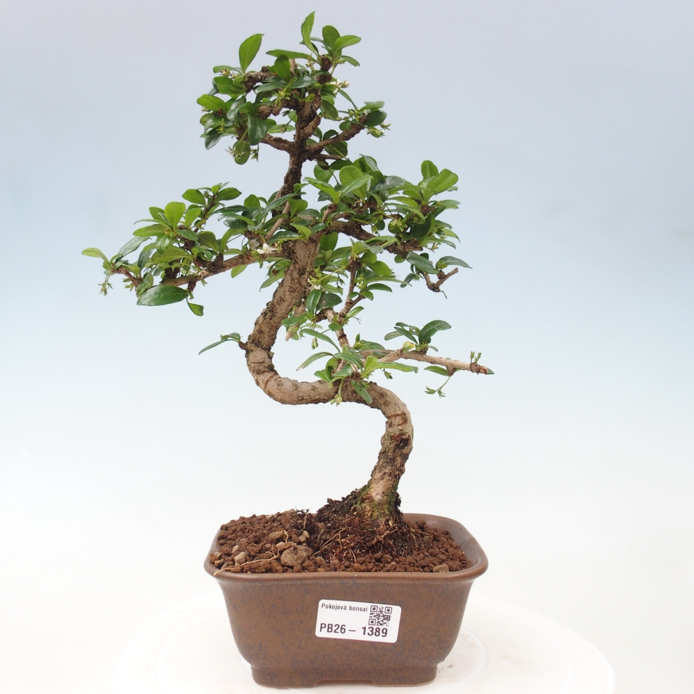 Zimmer-Bonsai - Carmona macrophylla - Tee-Fuki