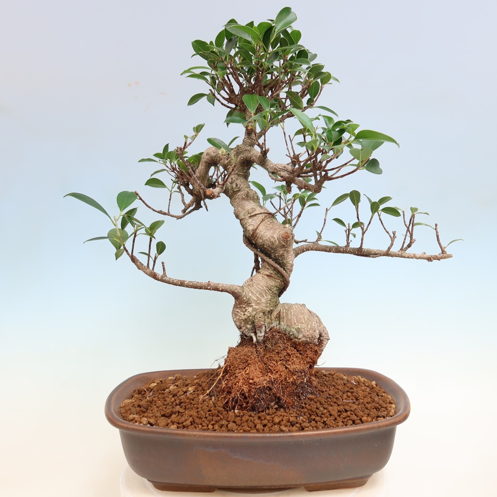 Zimmerbonsai - Ficus kimmen - Kleinblättriger Ficus