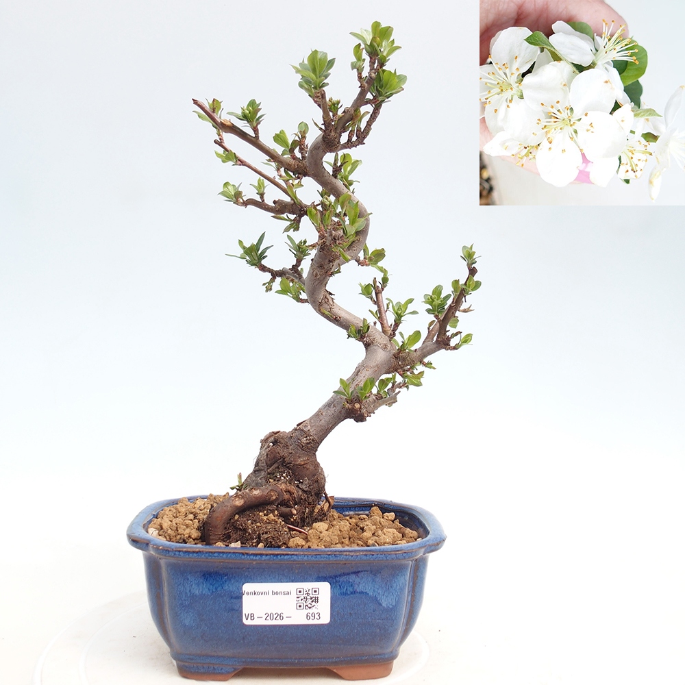 Outdoor Bonsai - Malus sargentii - Kleinfrüchtiger Apfelbaum