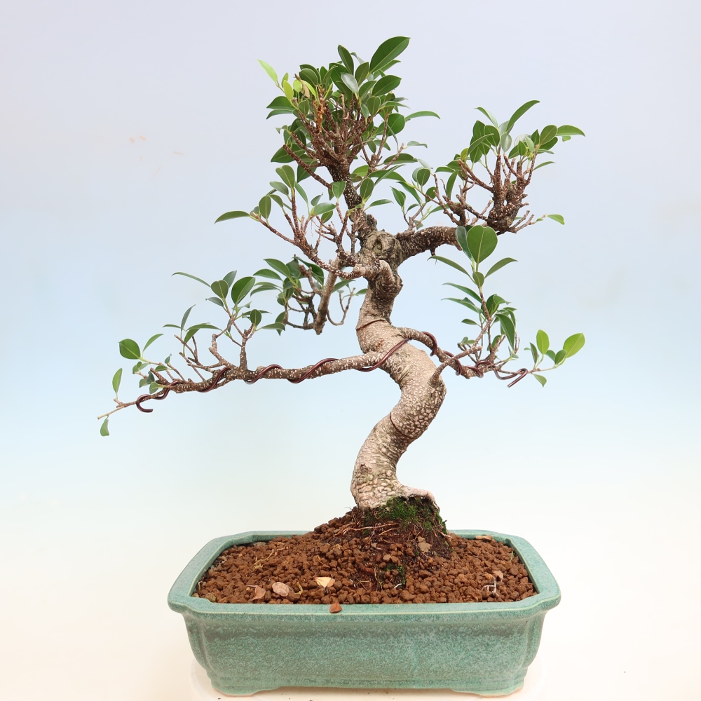 Zimmerbonsai - Ficus kimmen - Kleinblättriger Ficus