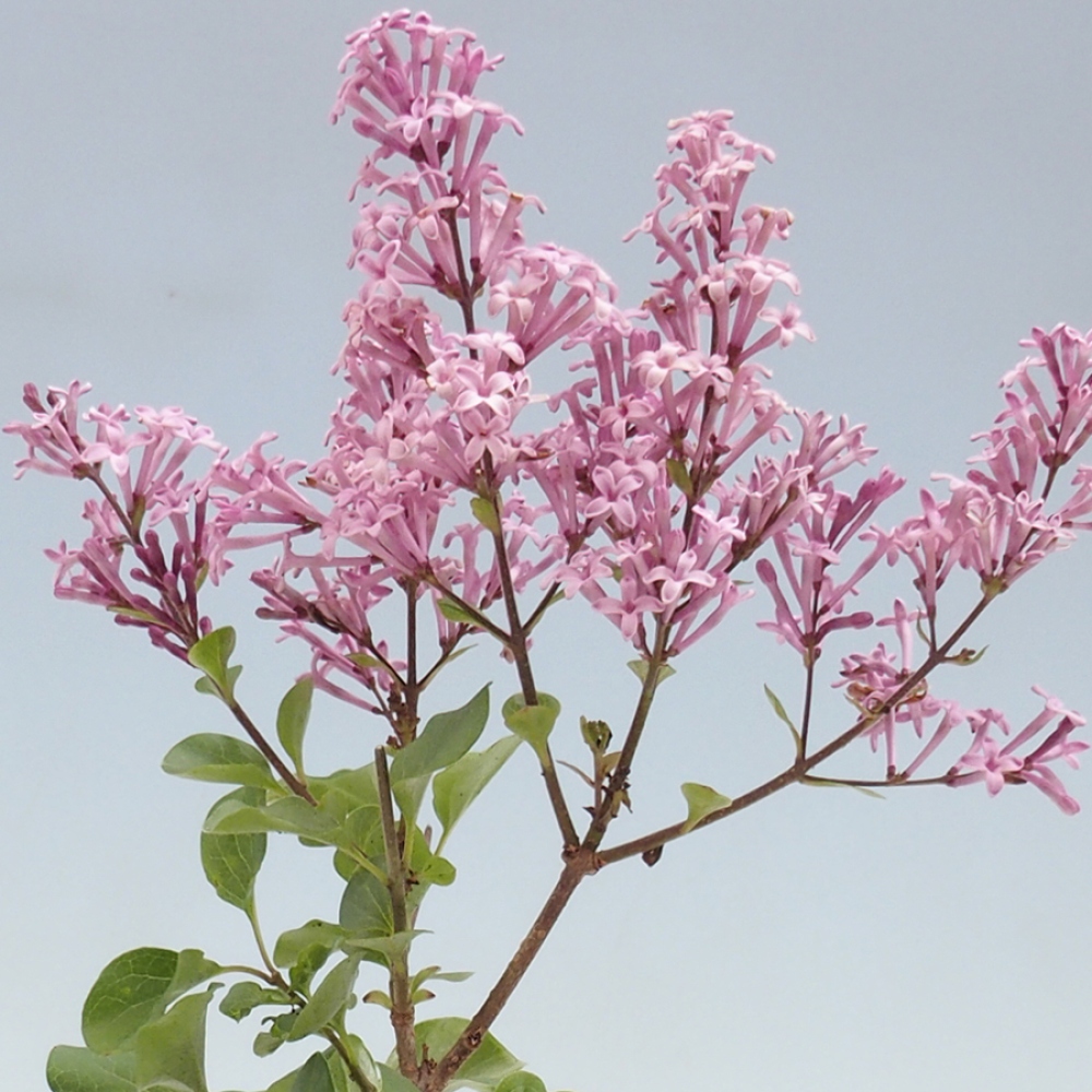 Bonsai für draußen - Syringa Meyeri Palibin - Meyer's Flieder