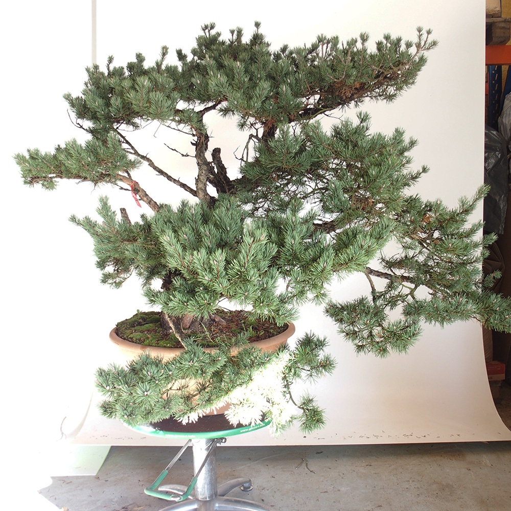 Yamadori - Pinus sylvestris Spanien