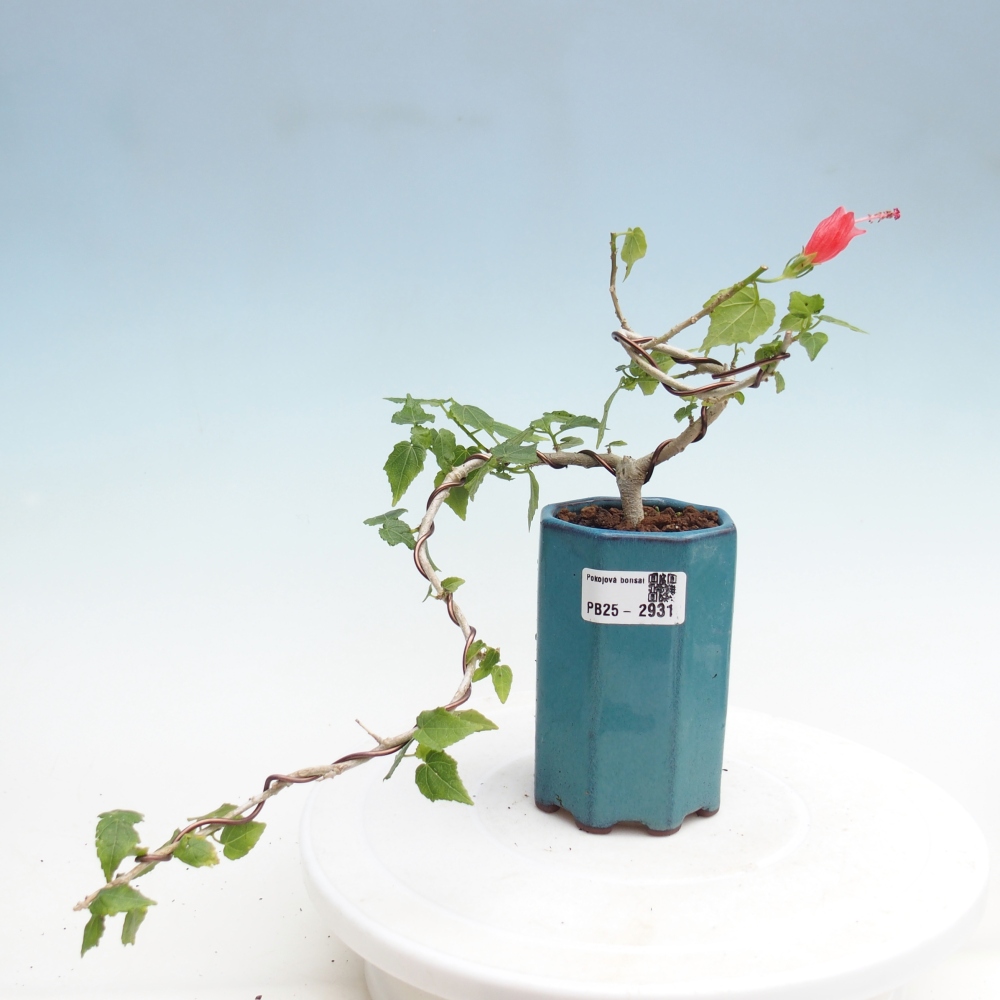 Zimmerbonsai - Malvaviscus arboreus