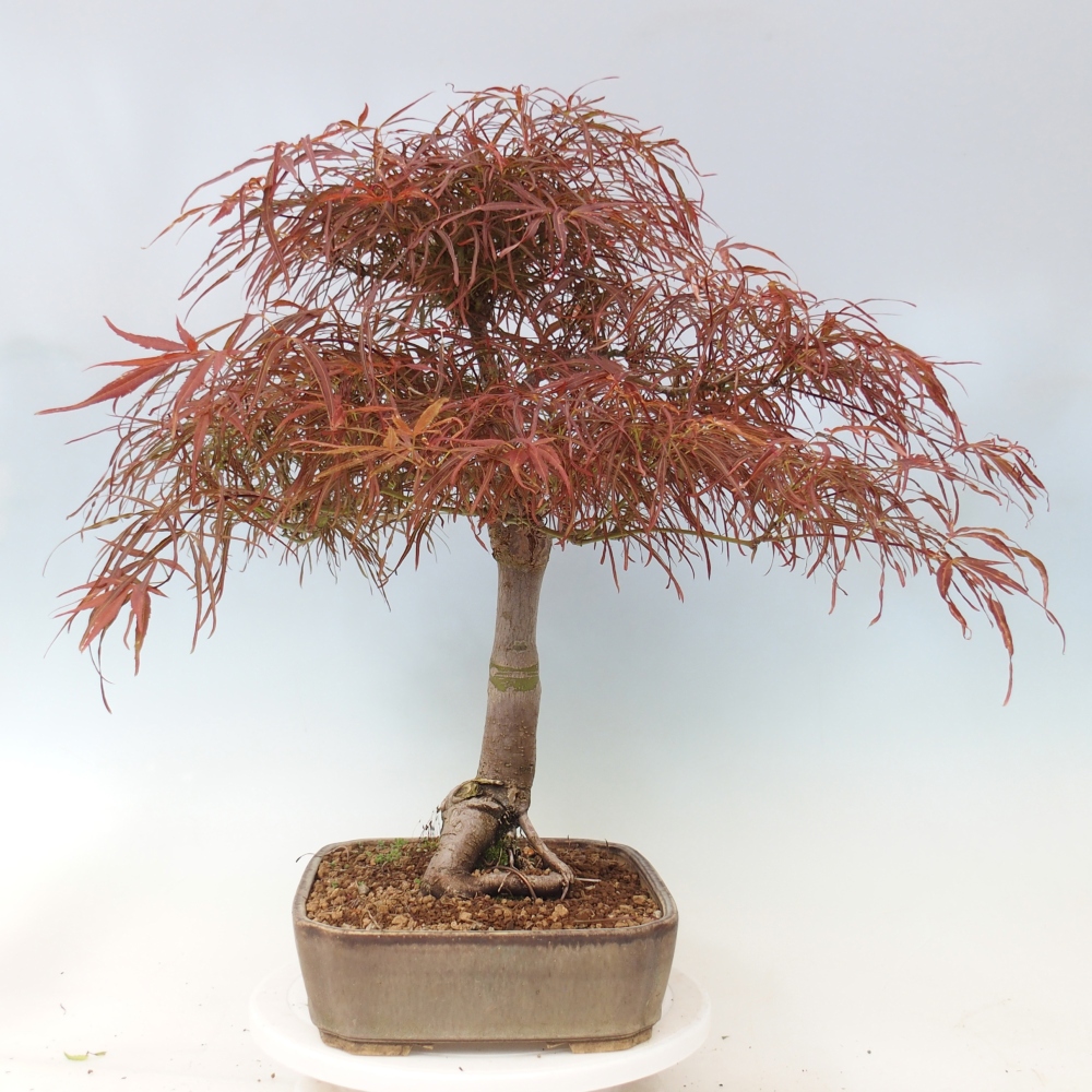 Bonsai für draußen - Acer palmatum RED PYGMY