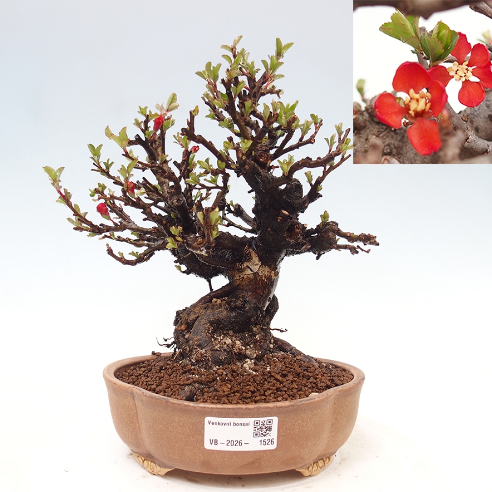 Bonsai für draußen - Chaneomeles speciosa - Quitte