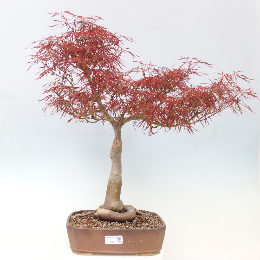 Bonsai für draußen - Acer palmatum RED PYGMY
