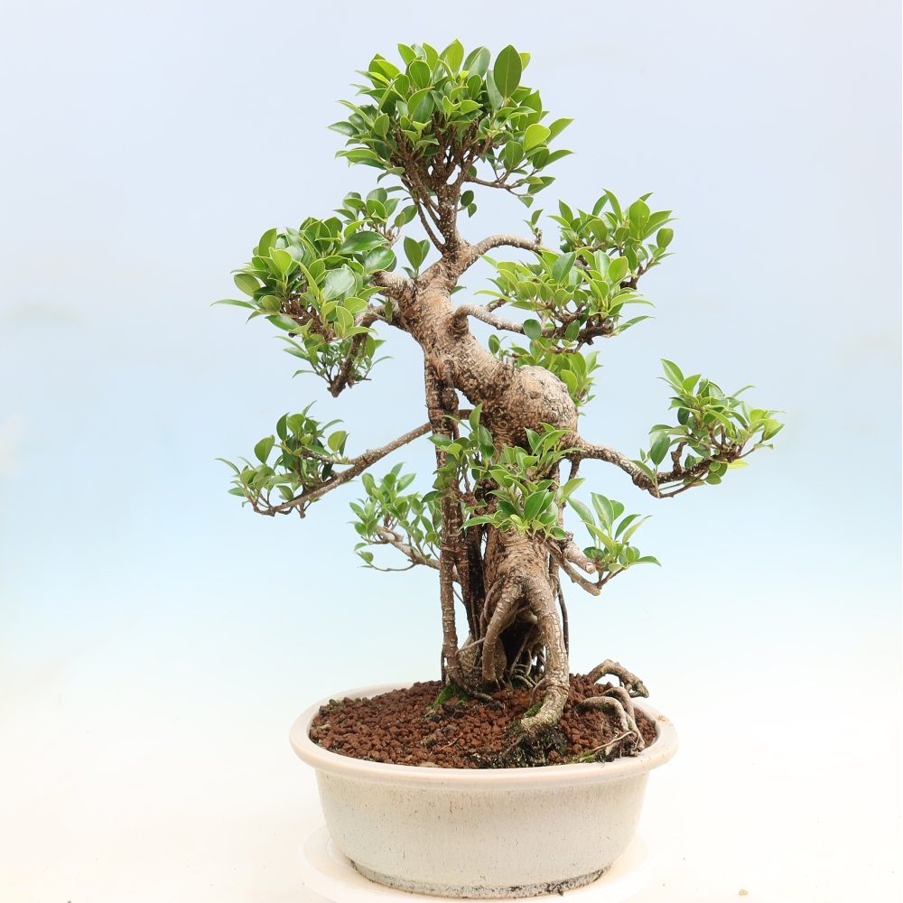 Zimmerbonsai - Ficus kimmen - Kleinblättriger Ficus