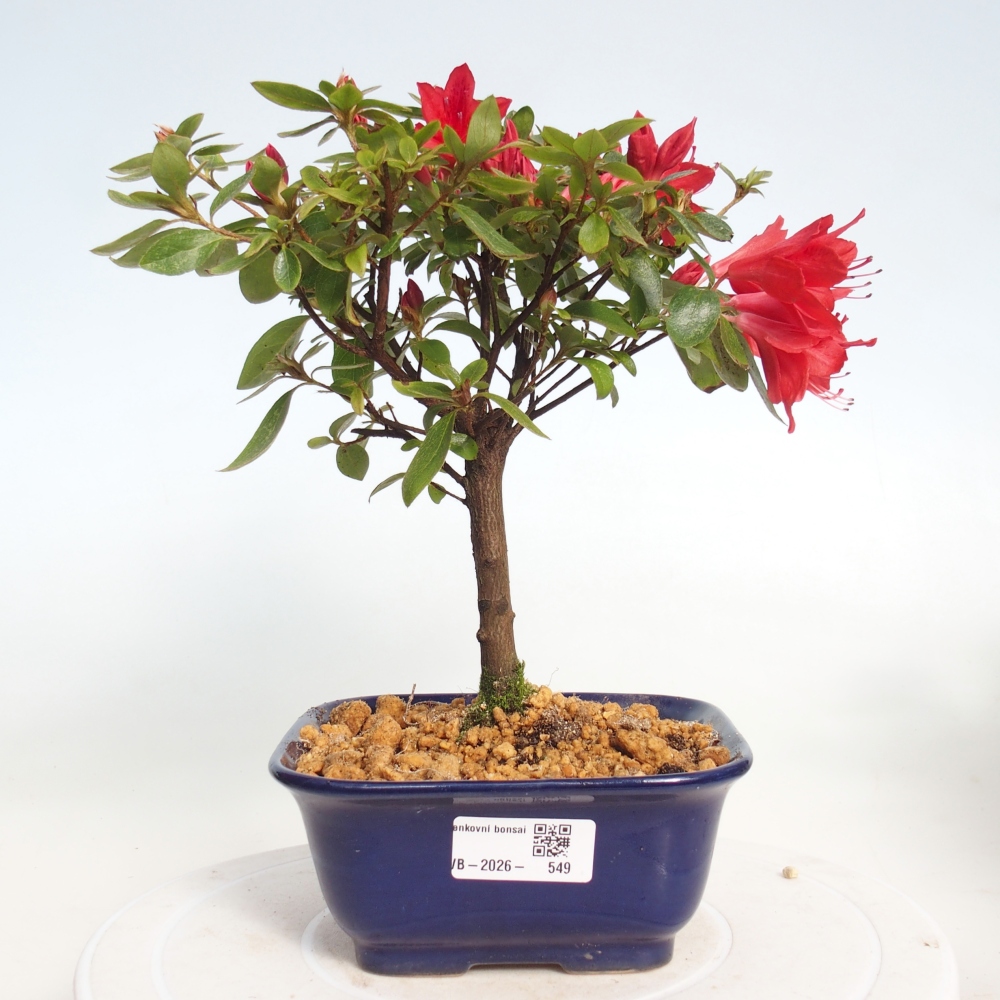 Bonsai für draußen - Japanische Azalee - Azalea sp.