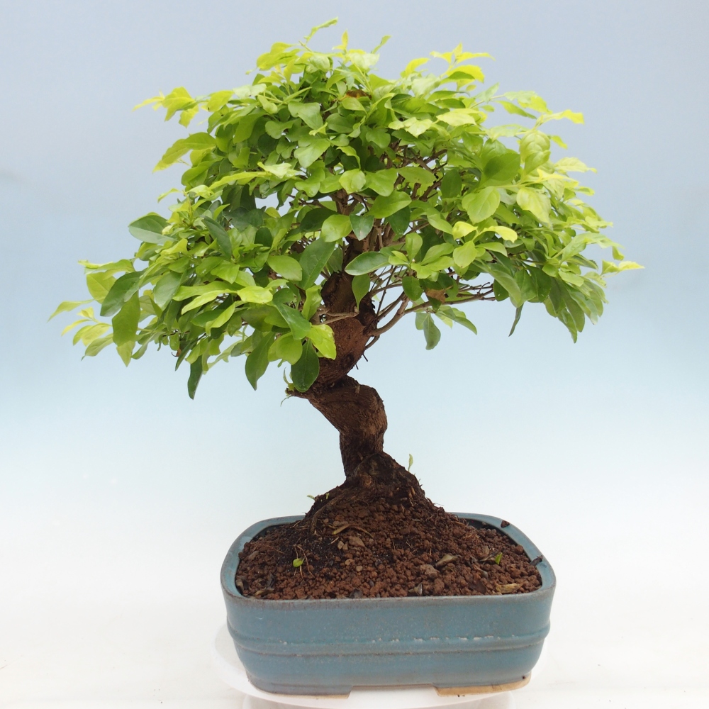 Zimmerbonsai - Duranta erecta Aurea - NUR PERSÖNLICHE ABHOLUNG oder Palettentransport