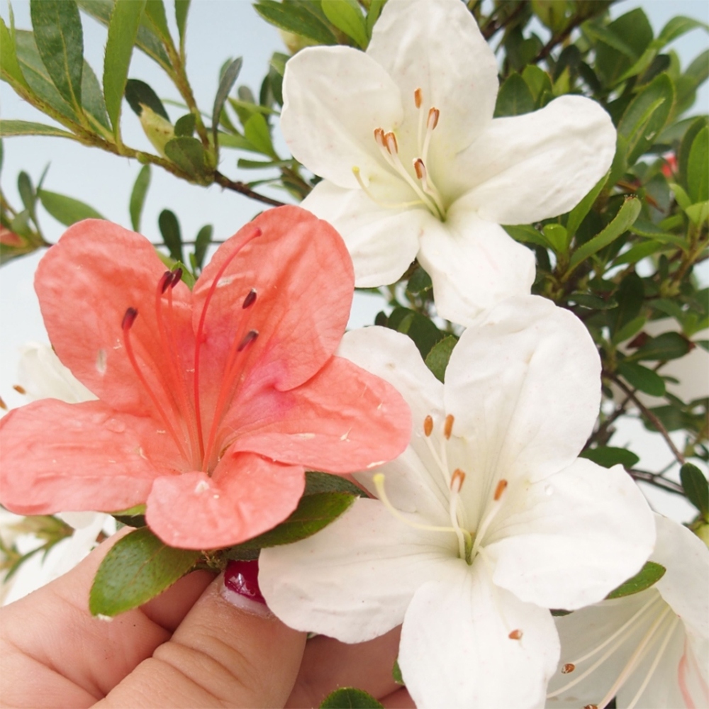 Bonsai für draußen - Japanische Azalee - Azalee Matsunami