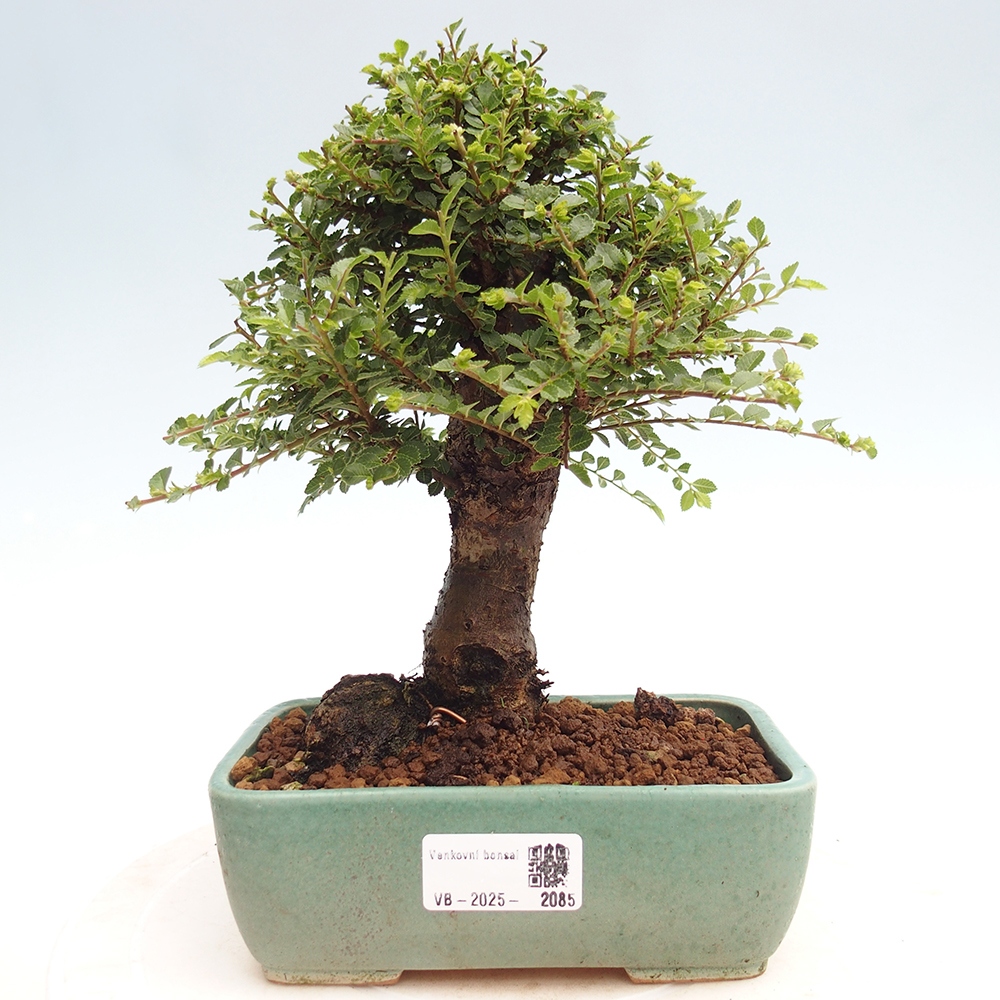 Bonsai für draußen - Ulmus parvifolia Hokkaido - Chinesische Ulme