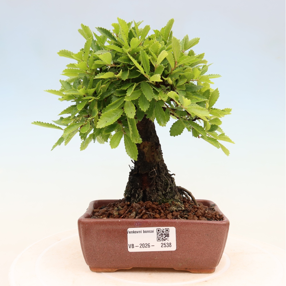 Bonsai für draußen - Zelkova - Zelkova NIRE