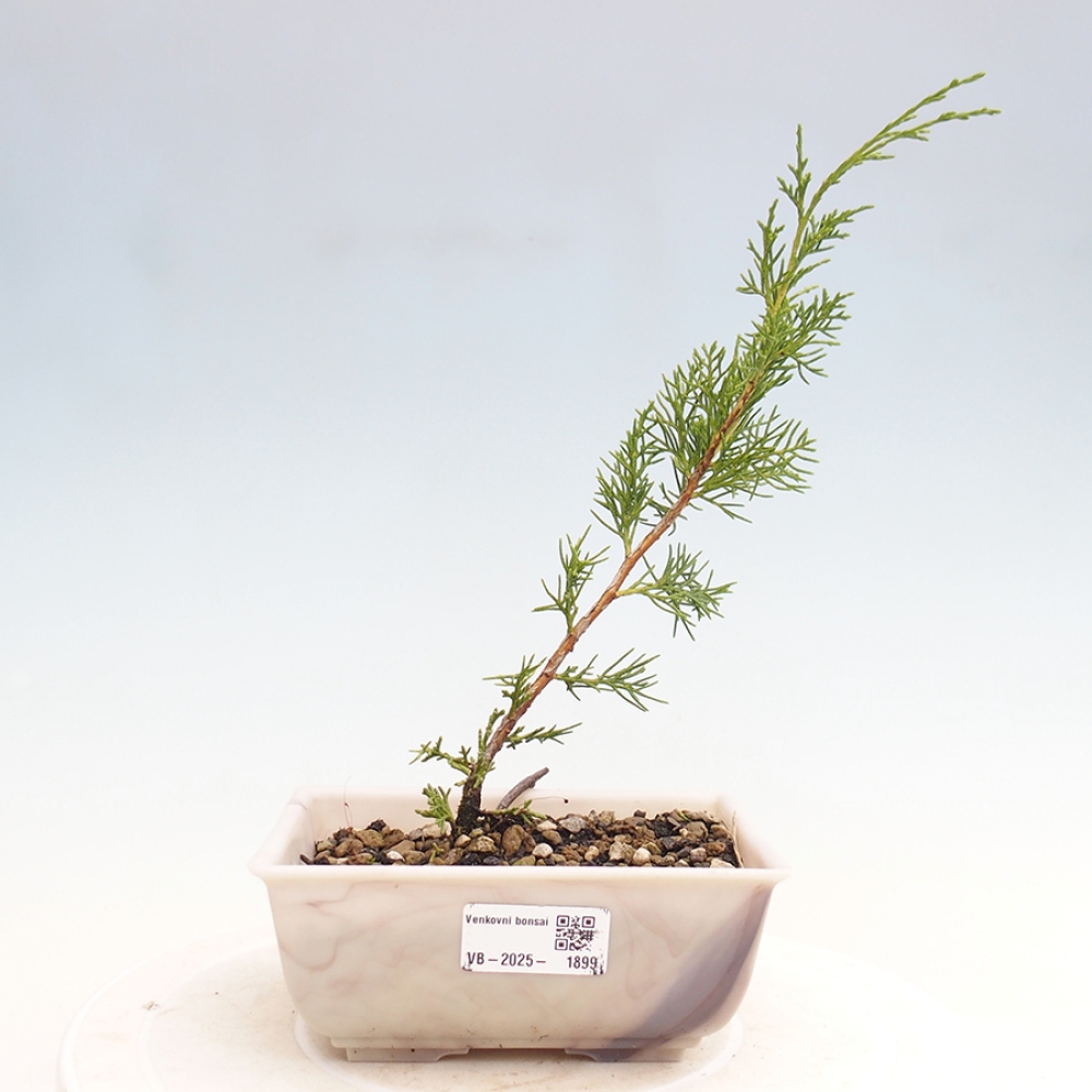 Bonsai für draußen - Juniperus chinensis Itoigawa