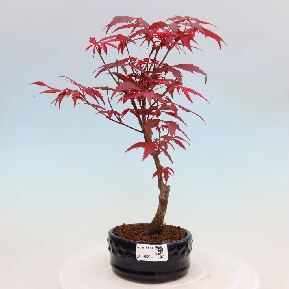 Bonsai für draußen - Acer-Palme. Atropurpureum-Javor palmate