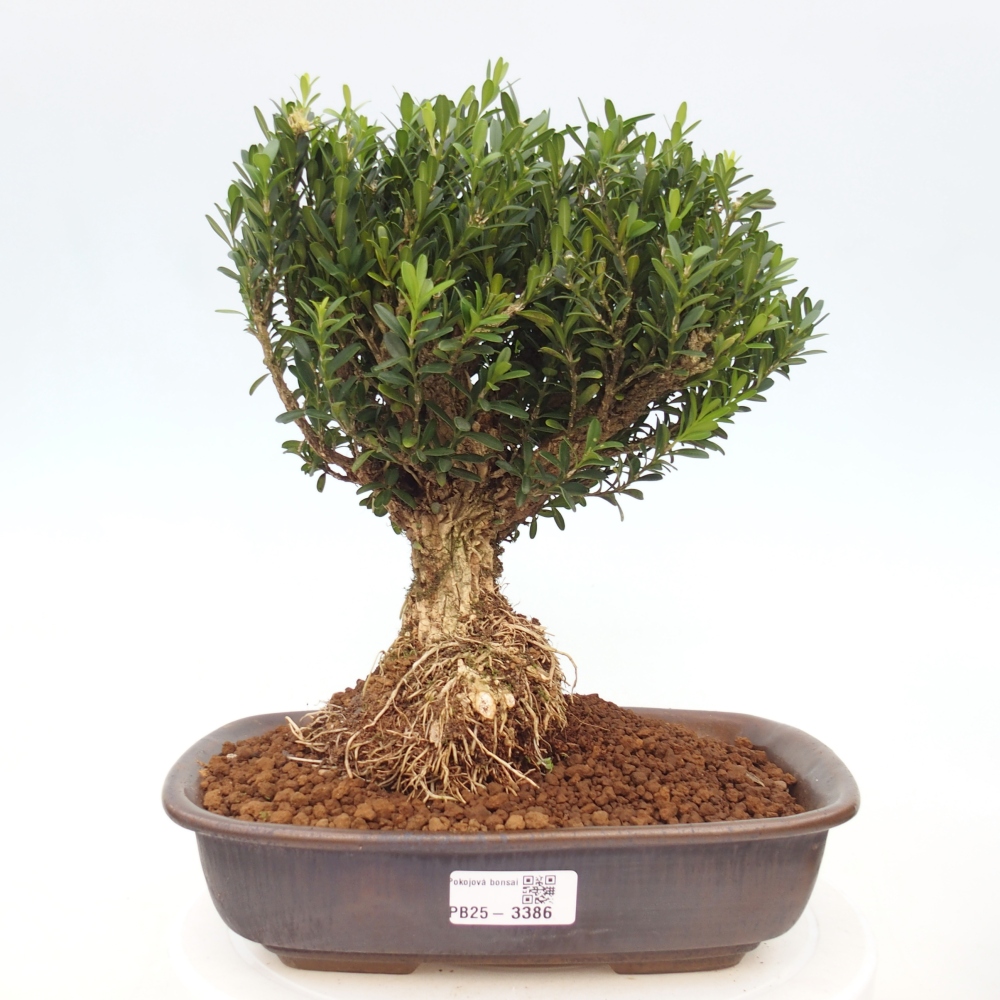 Zimmer Bonsai - Buxus harlandii - Korkbuxus