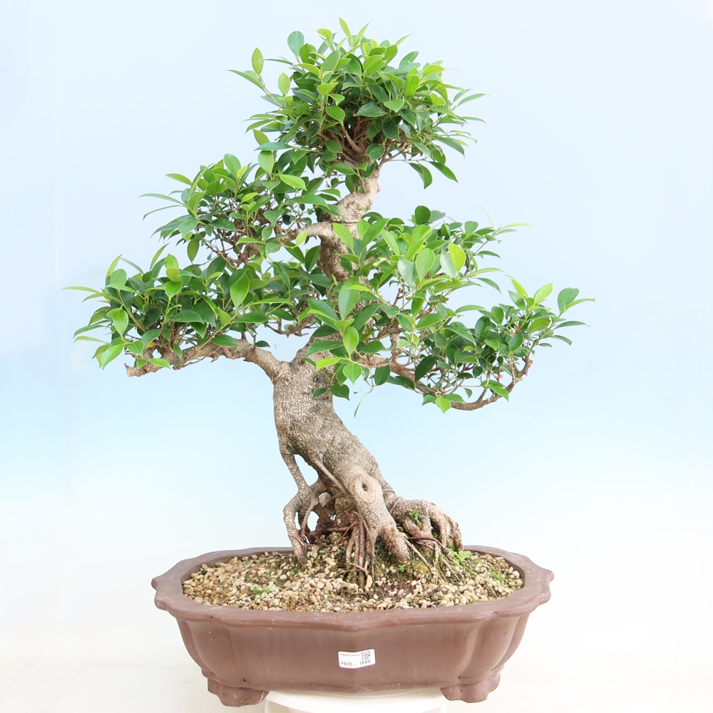 Zimmerbonsai - Ficus kimmen - Kleinblättriger Ficus