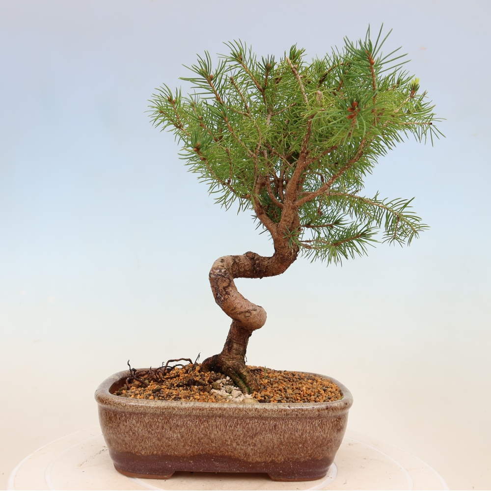 Bonsai für draußen - Fichte - Picea glauca globe
