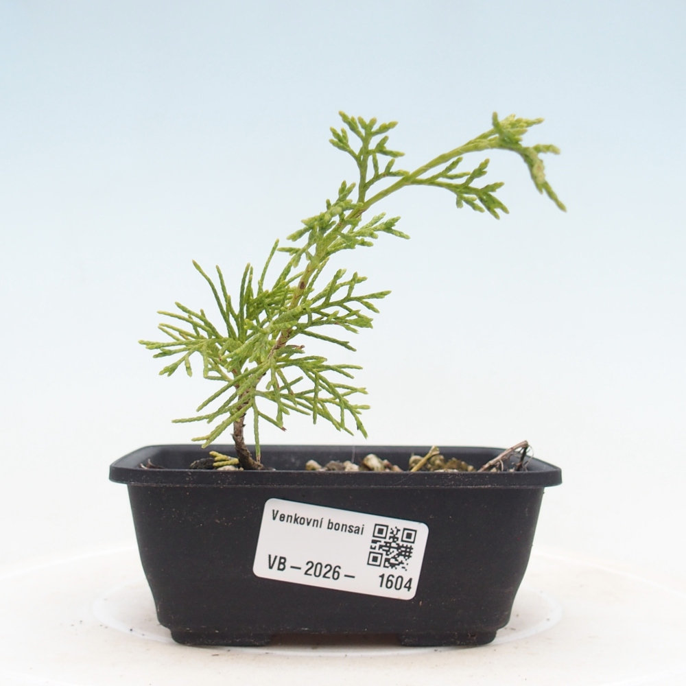 Bonsai für draußen - Juniperus chinensis Itoigawa