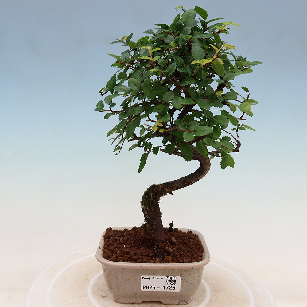 Zimmerbonsai - Ulmus parvifolia - Kleinblättrige Ulme
