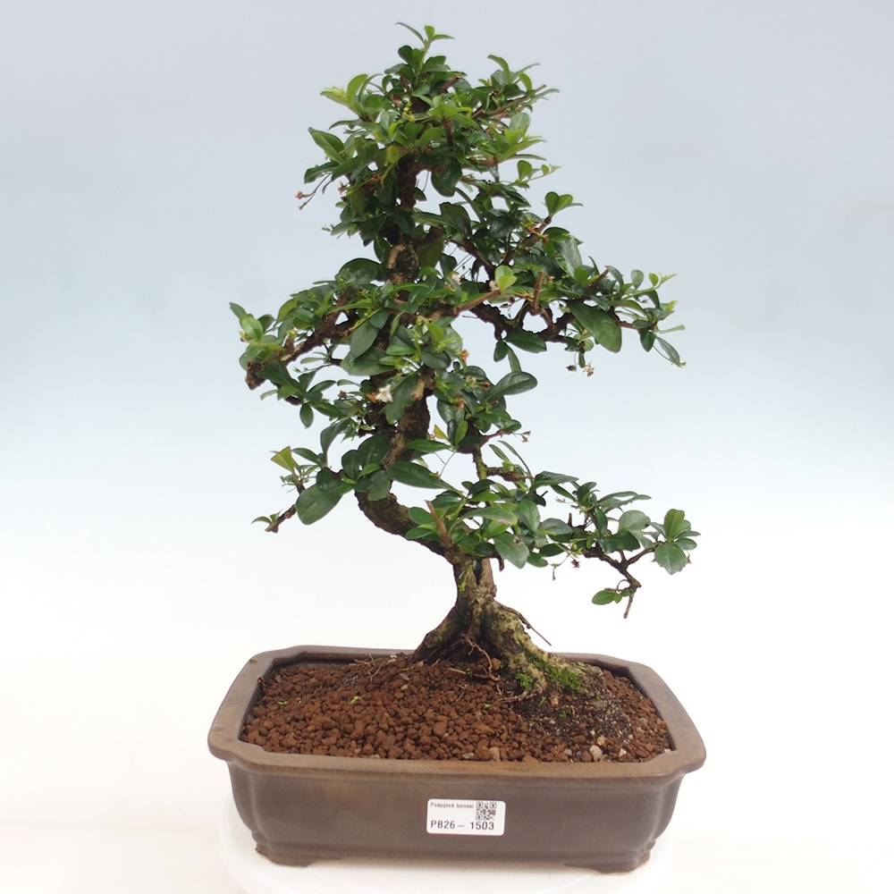 Zimmer-Bonsai - Carmona macrophylla - Tee-Fuki