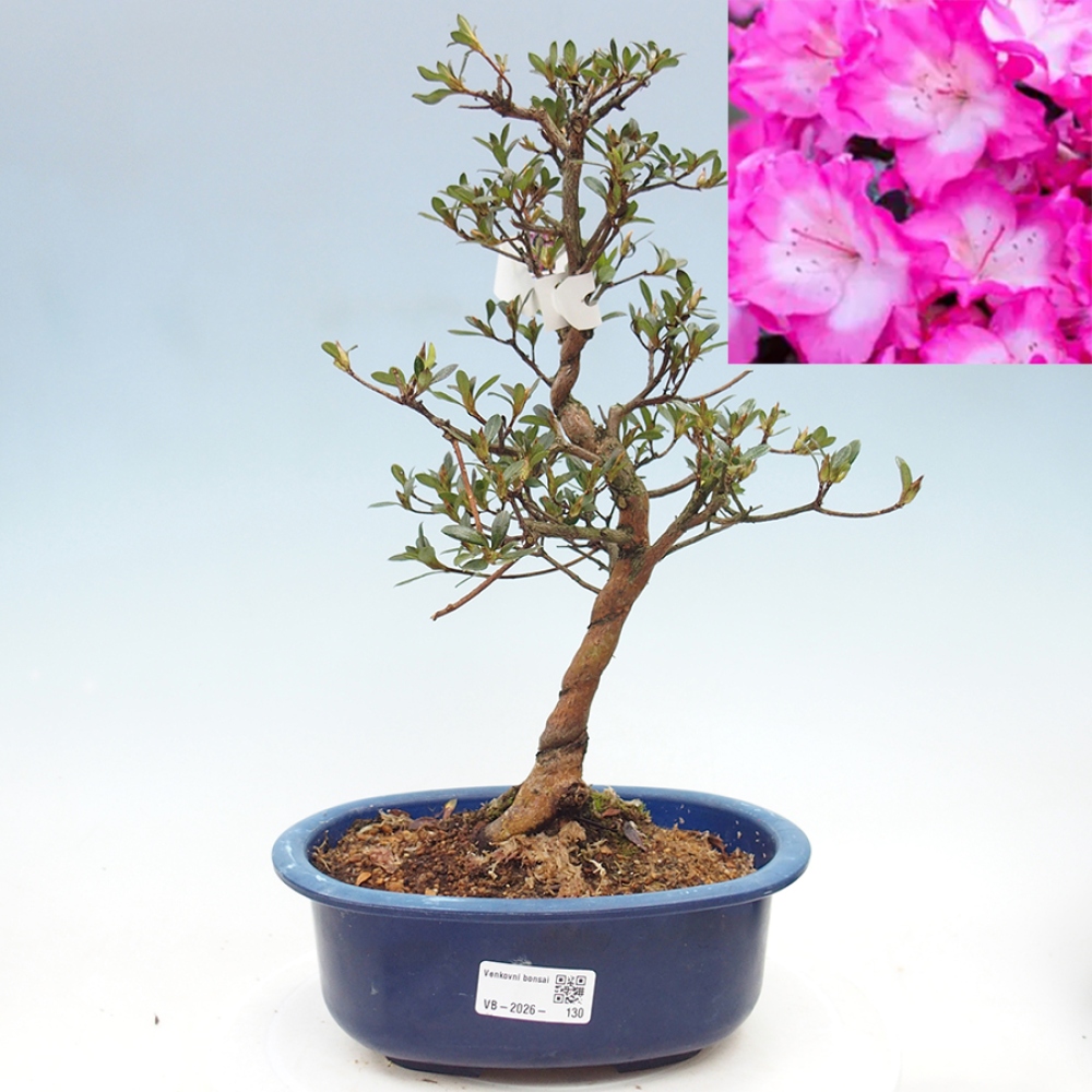 Bonsai für draußen - Japanische Azalee - Azalea Mio