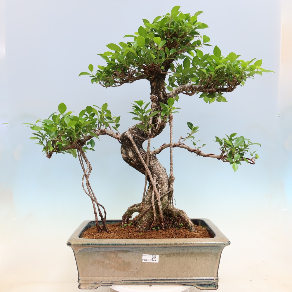 Zimmerbonsai - Ficus kimmen - Kleinblättriger Ficus