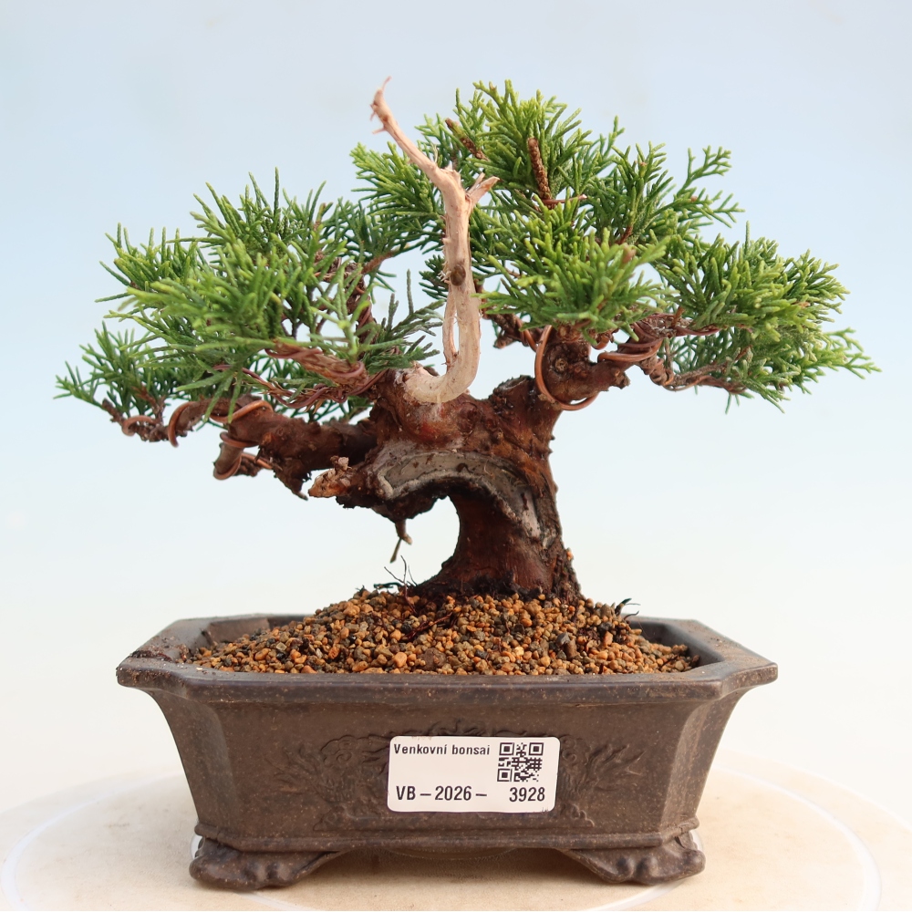 Bonsai für draußen - Juniperus chinensis Itoigawa
