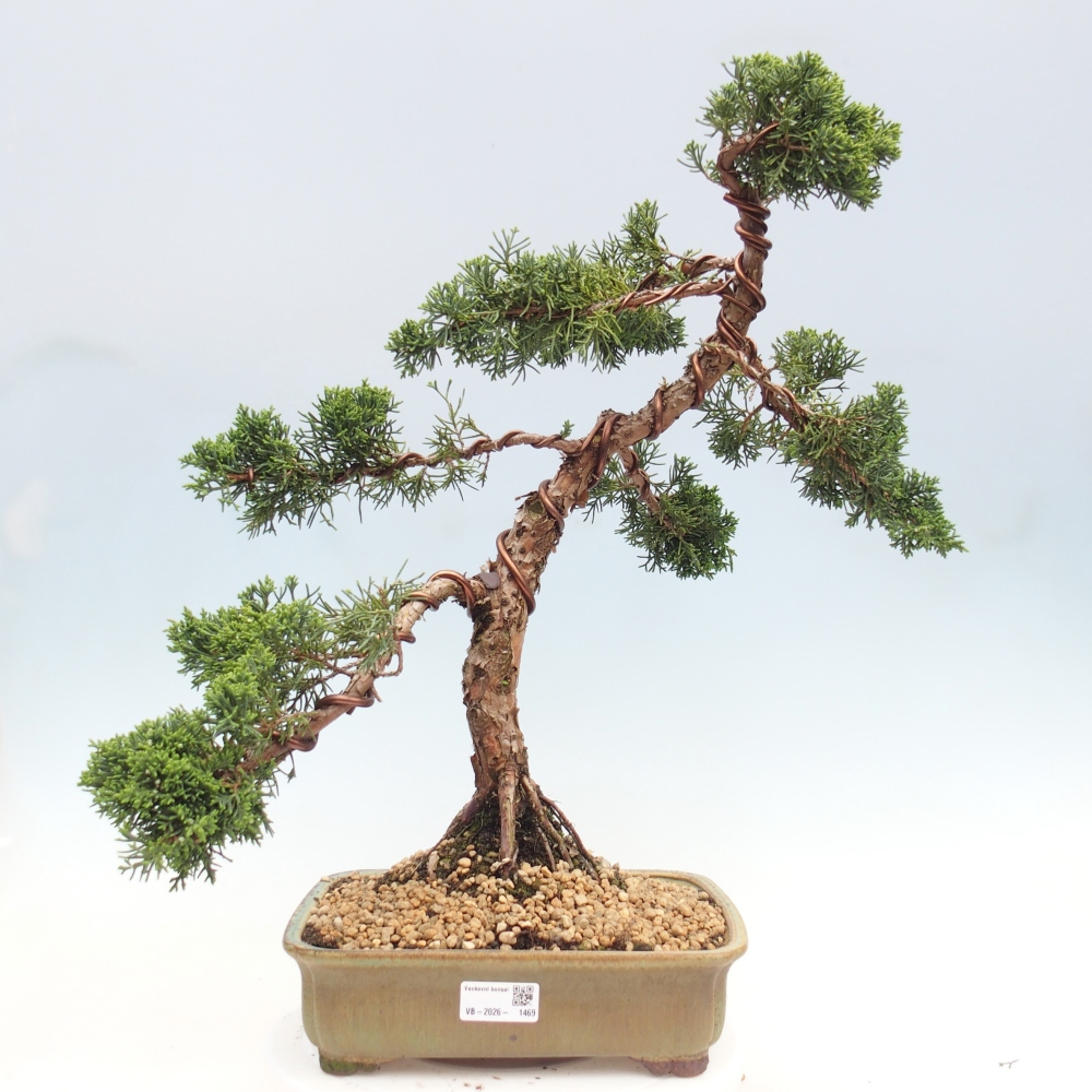 Bonsai für draußen - Juniperus chinensis Kishu