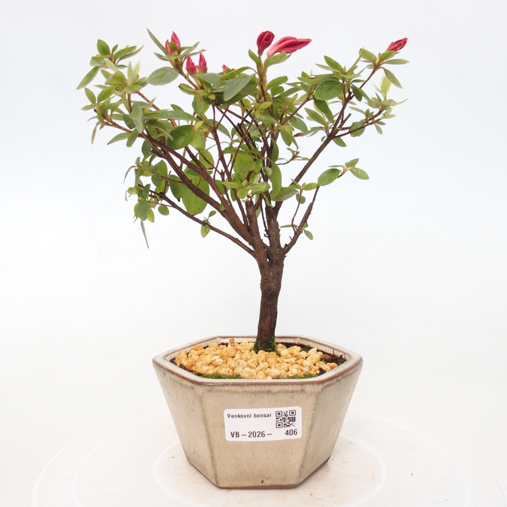 Bonsai für draußen - Japanische Azalee - Azalea sp.