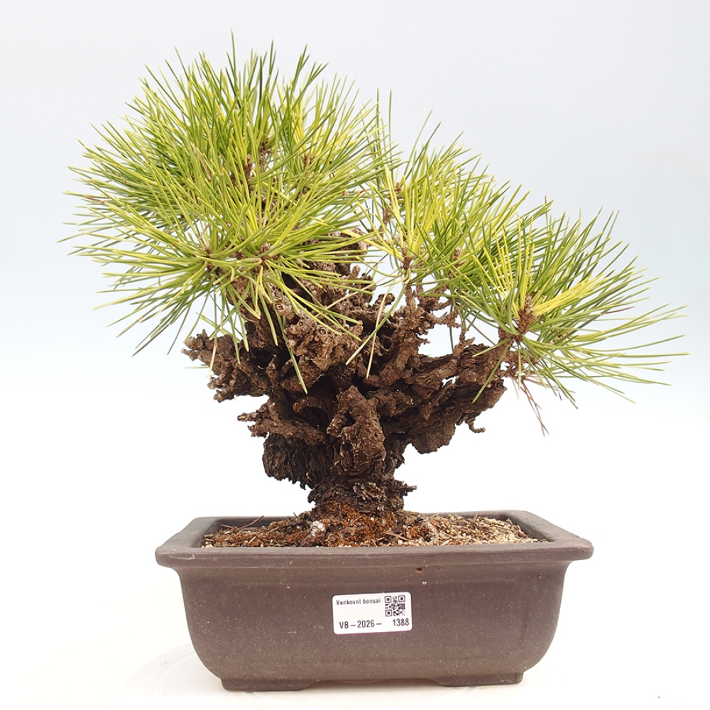 Bonsai für draußen - Pinus thunbergii - Thunberg-Kiefer