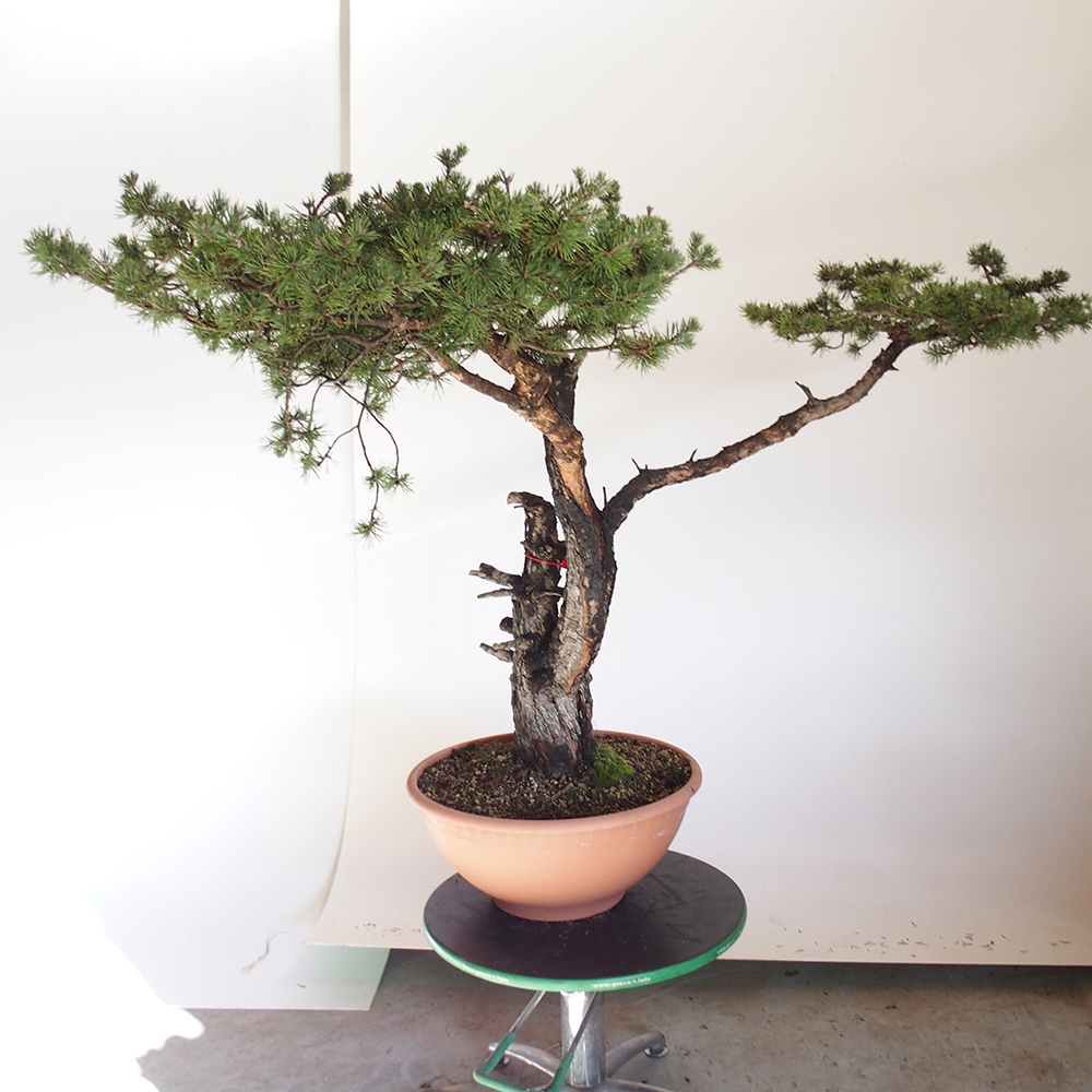 Yamadori - Pinus sylvestris Spanien