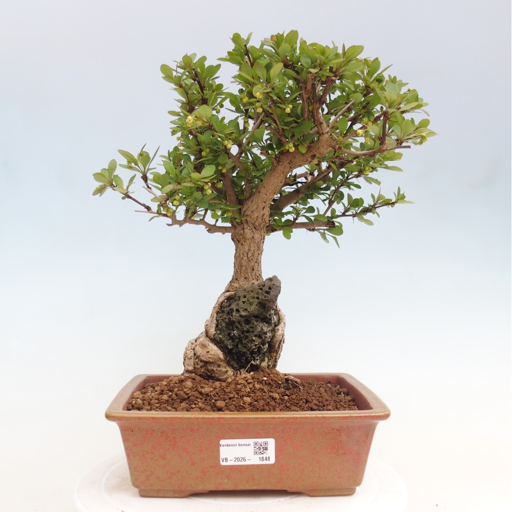 Bonsai für draußen - Berberis coreana