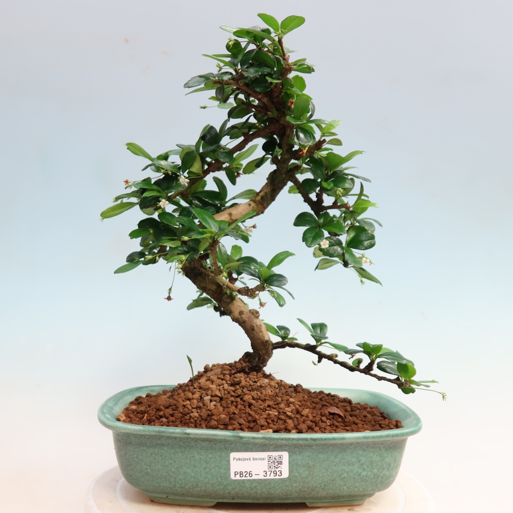 Zimmer-Bonsai - Carmona macrophylla - Tee-Fuki