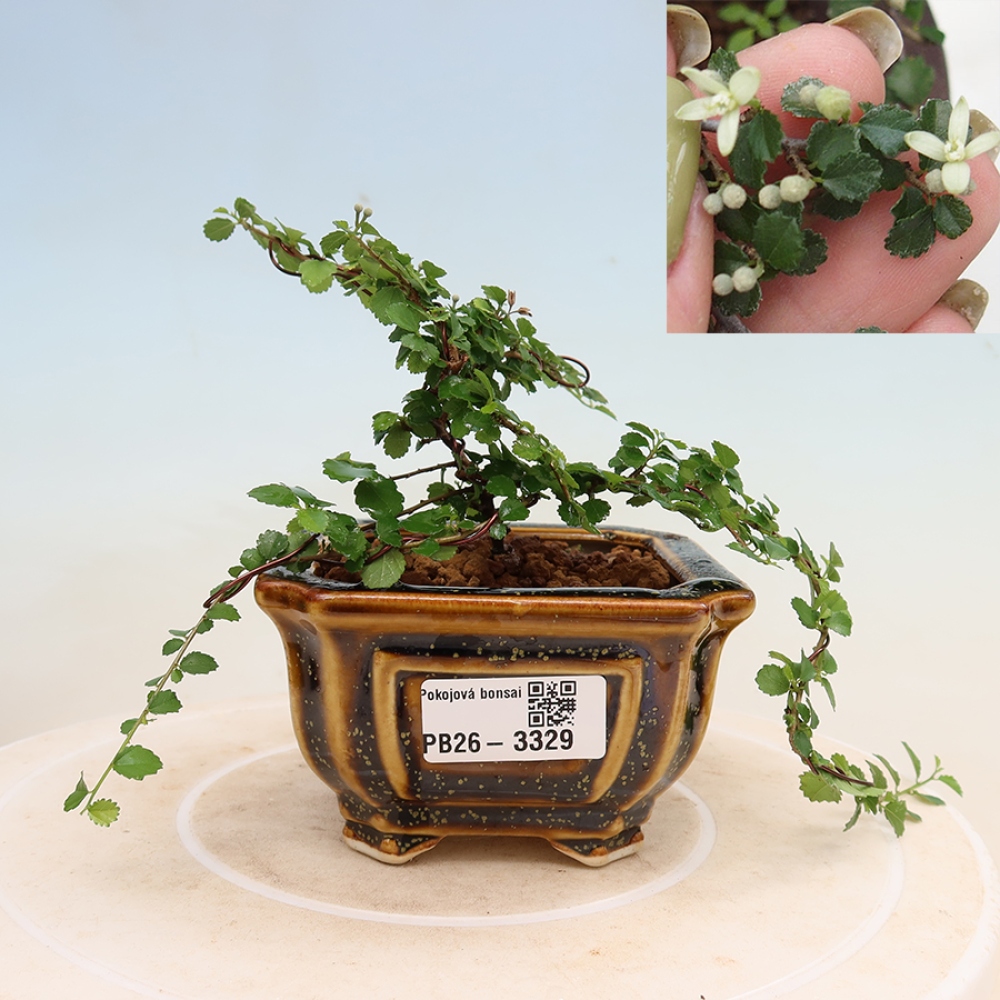 Zimmerbonsai - Grewia sp. - Grewia malafolia
