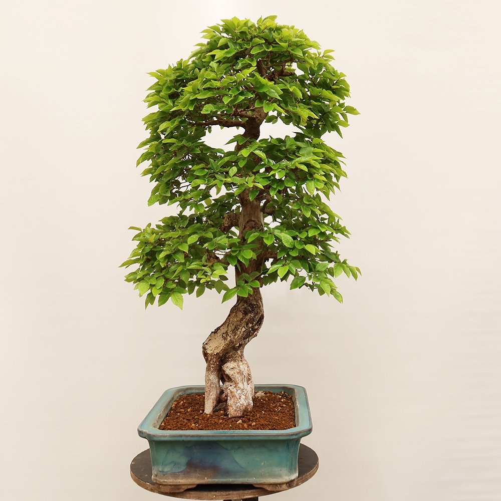 Bonsai für draußen - Karpinus Coreana - Koreanische Hainbuche