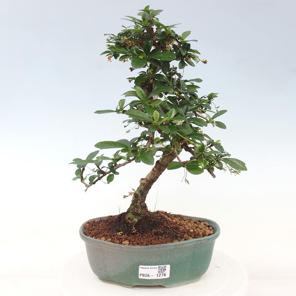 Zimmer-Bonsai - Carmona macrophylla - Tee-Fuki