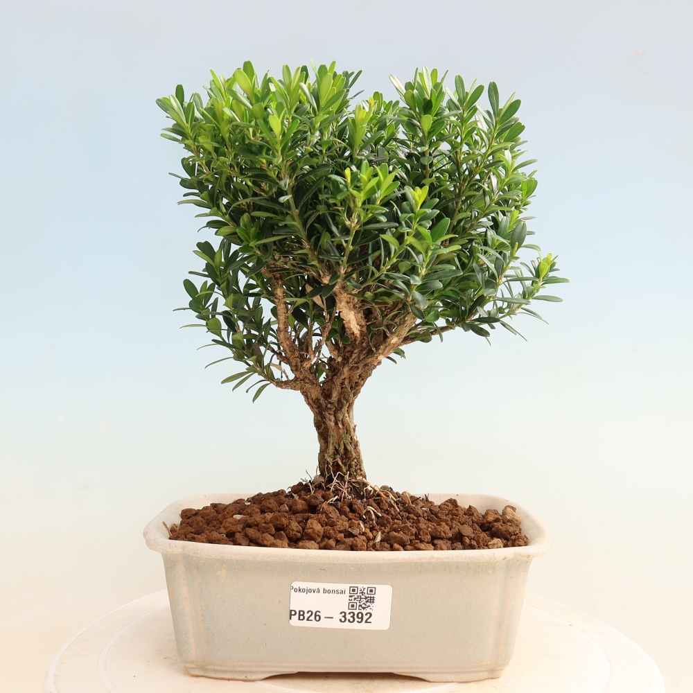 Zimmer Bonsai - Buxus harlandii - Korkbuxus