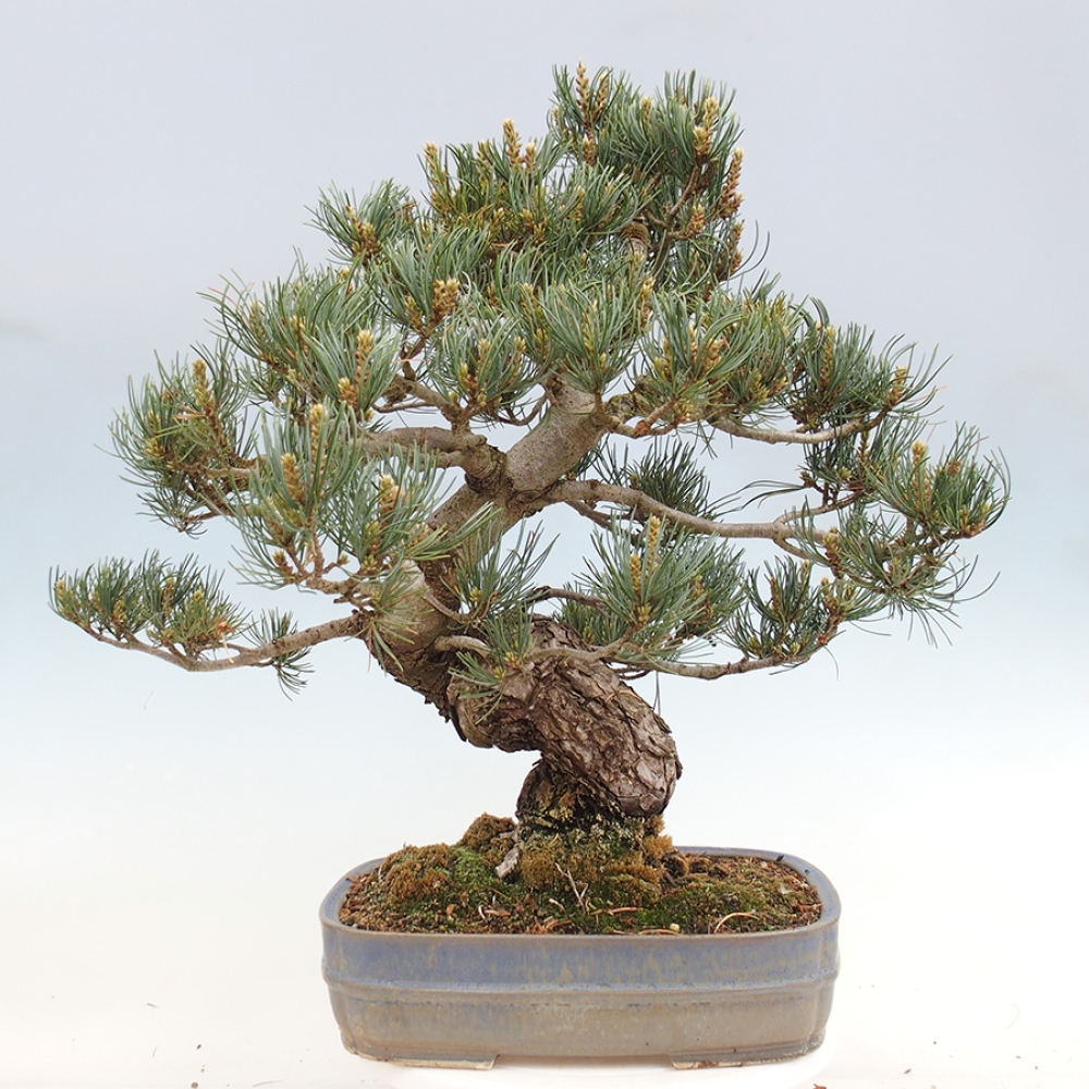 Bonsai für draußen - Pinus parviflora - Pinus parviflora