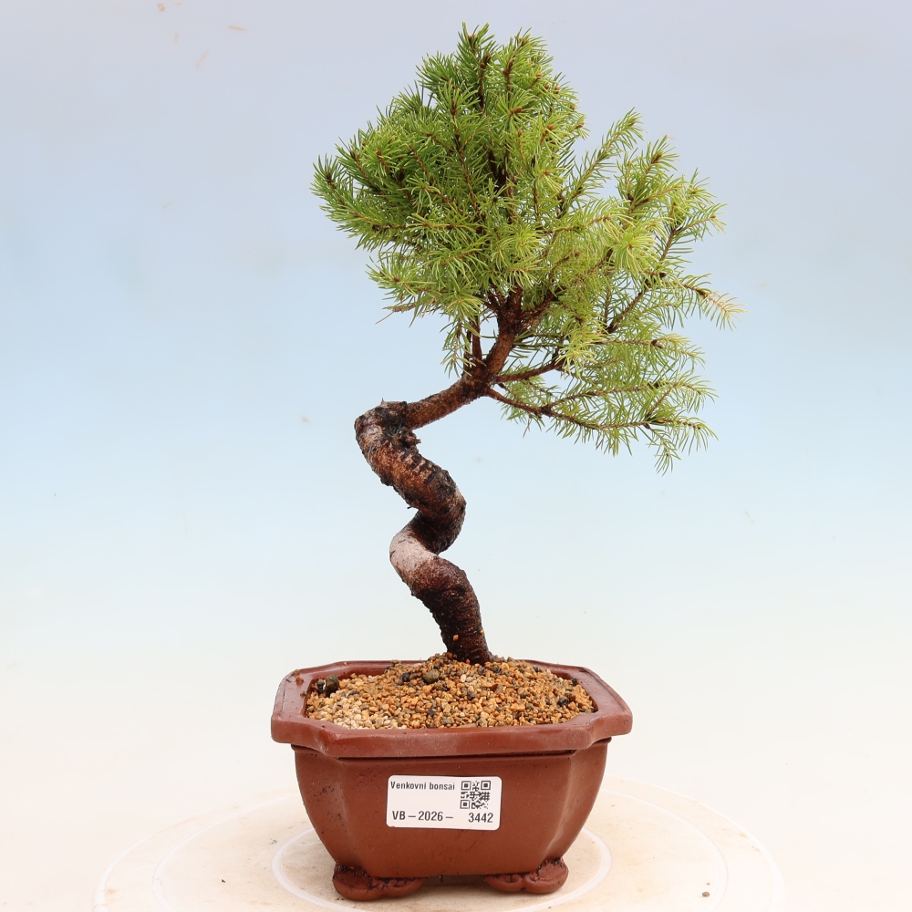 Bonsai für den Außenbereich – Graufichte – Picea glauca Globe