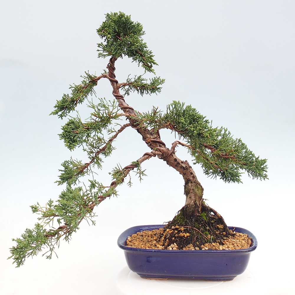 Bonsai für draußen - Juniperus chinensis Kishu