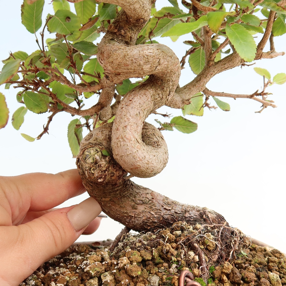 Bonsai für draußen -Carpinus CARPINOIDES - Koreanische Hainbuche