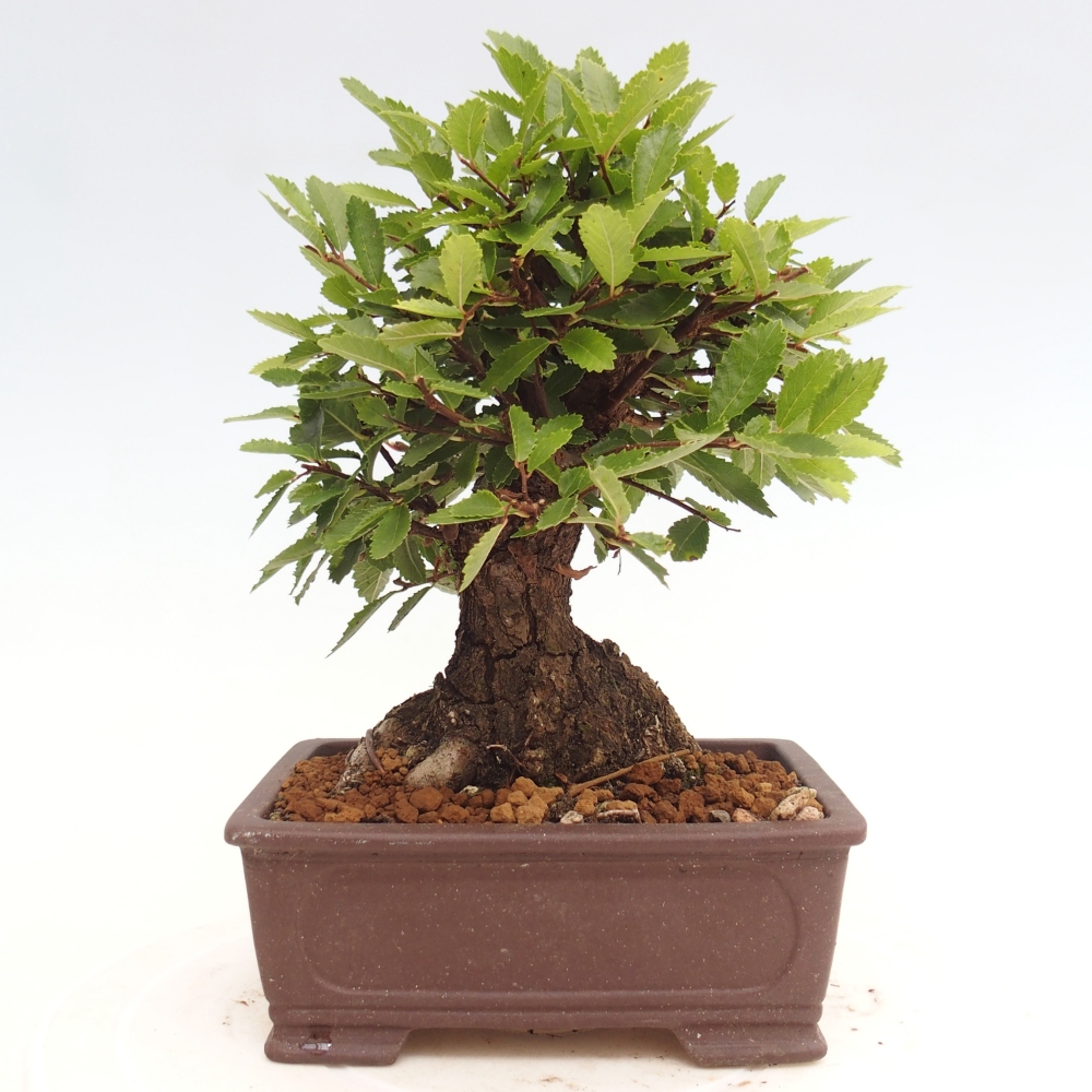 Bonsai für draußen - Zelkova - Zelkova NIRE