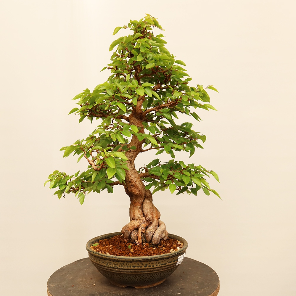 Bonsai für draußen - Karpinus Coreana - Koreanische Hainbuche