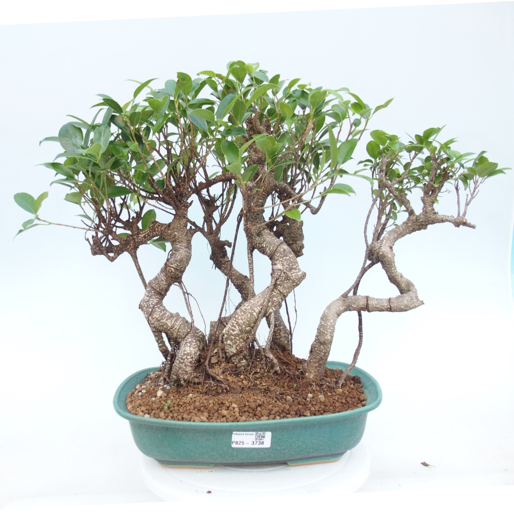 Zimmerbonsai - Ficus kimmen - Kleinblättriger Ficus